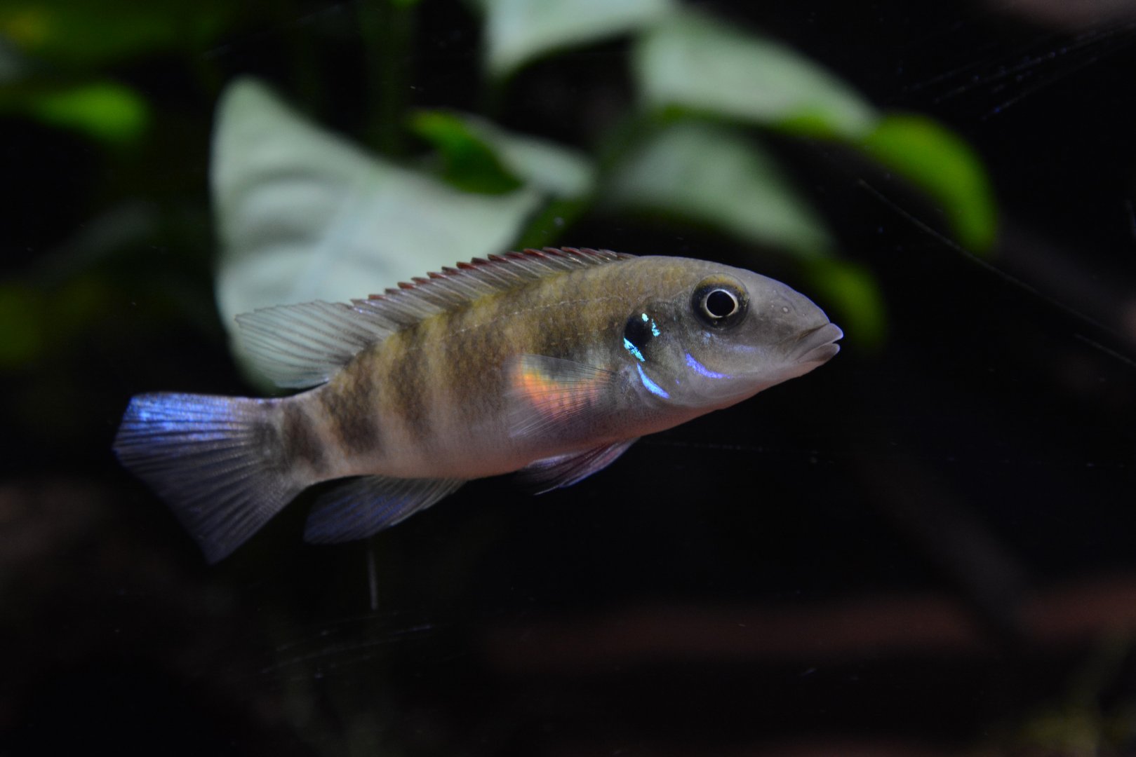 Dorsal-spotted dwarf cichlid (Wallaceochromis signatus)