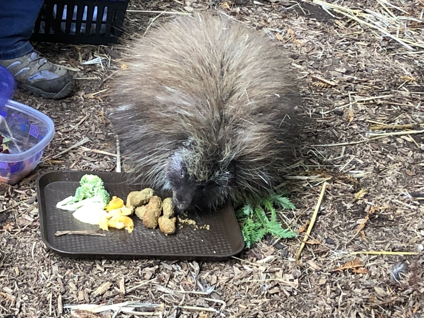 Dorsie the North American porcupine