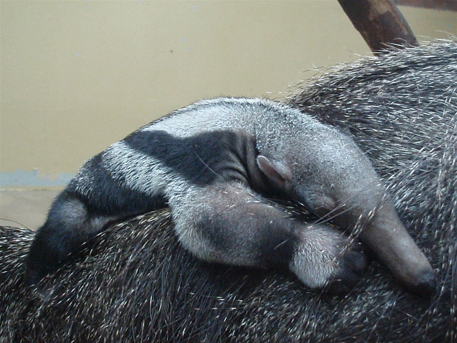 Dortmund Zoo - Giant anteater baby