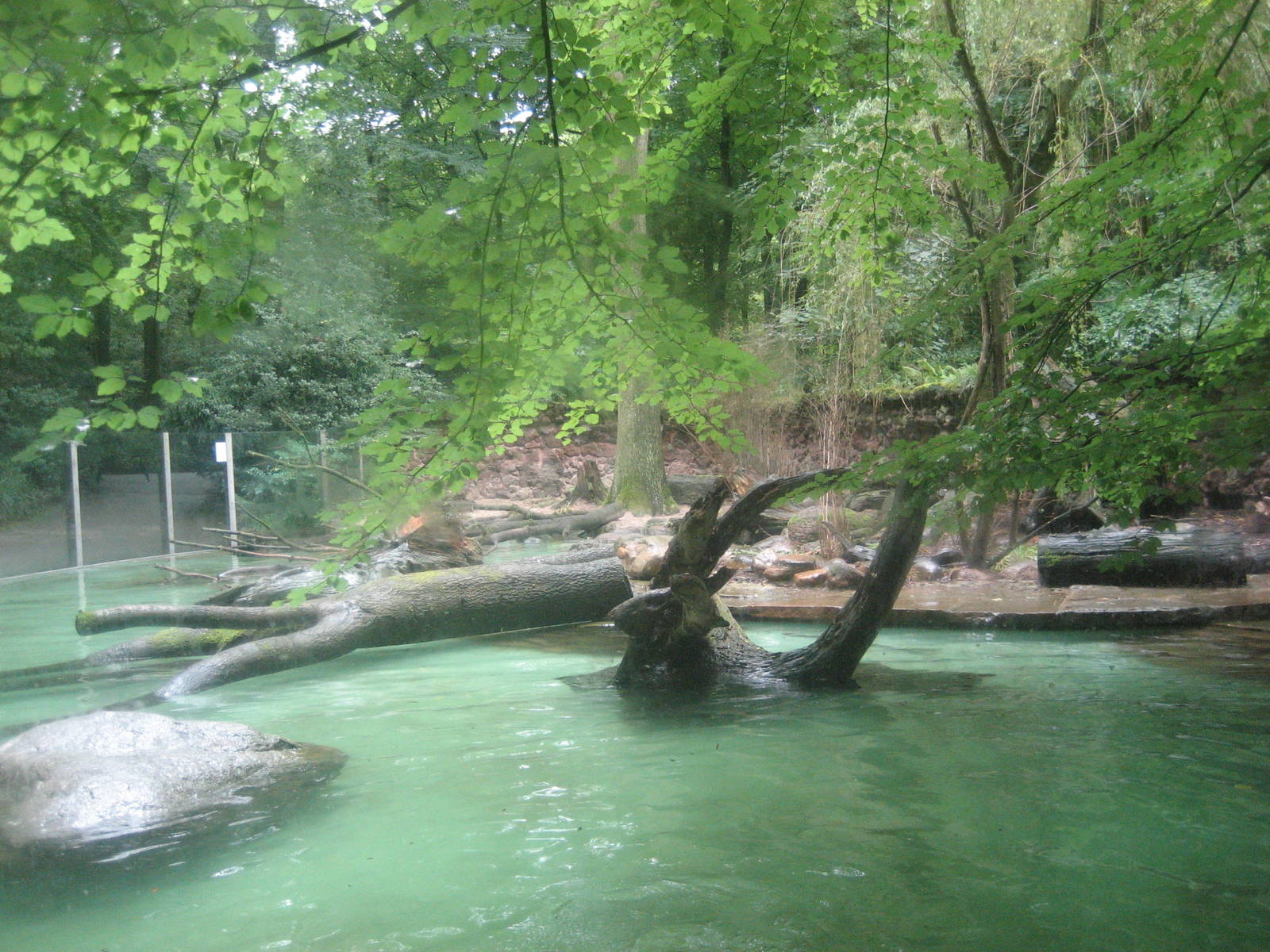 Dortmund Zoo - Giant otter exhibit