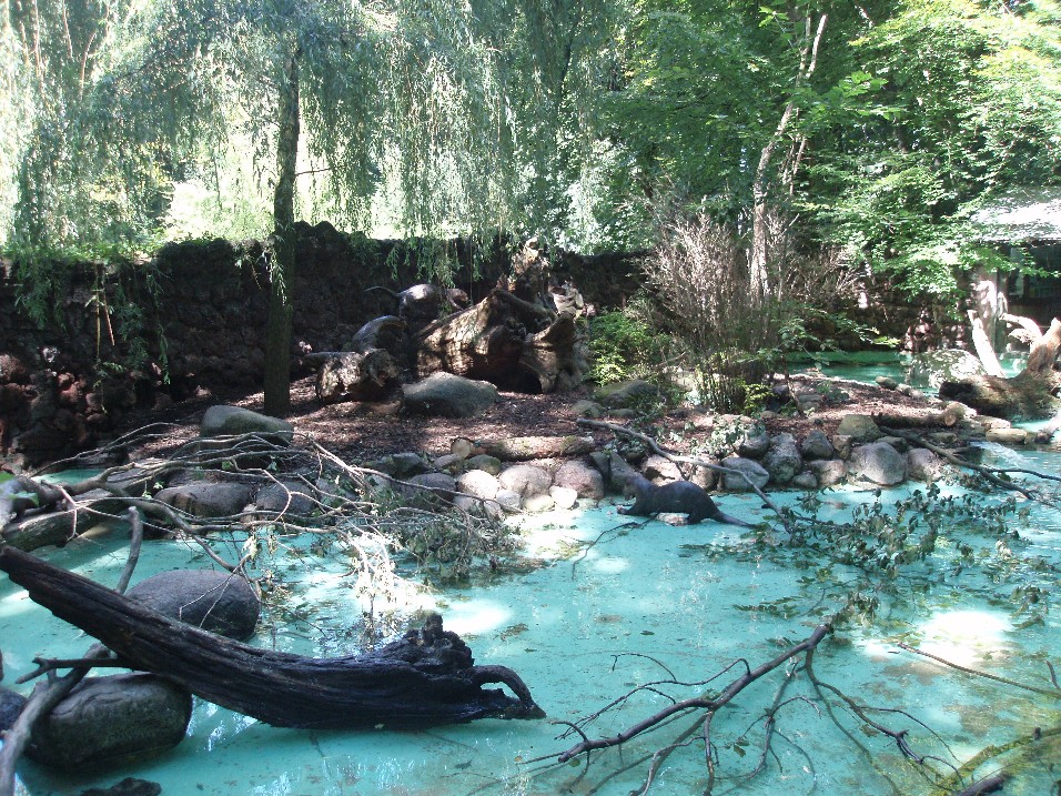 Dortmund Zoo - Giant river otter enclosure
