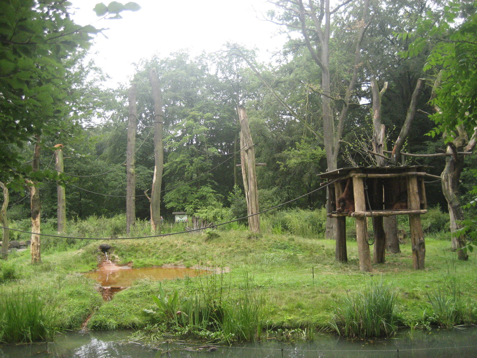 Dortmund Zoo - Orangutan exhibit