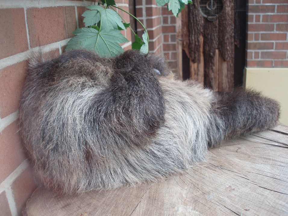 Dortmund Zoo - Sloth sleeping