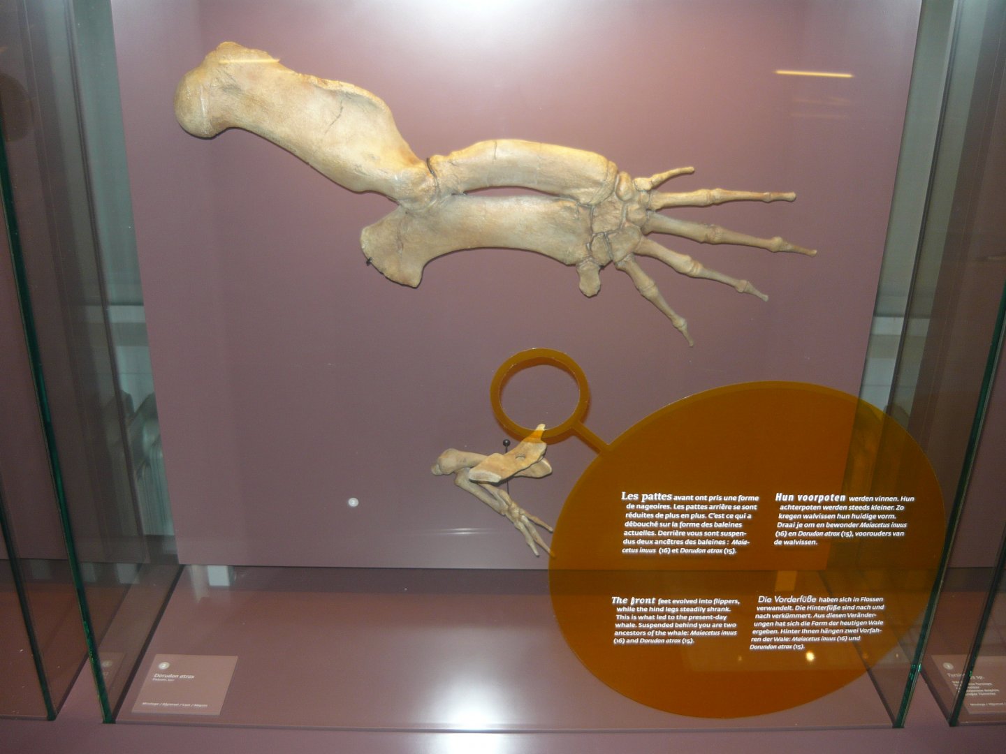 Dorudon atrox limbs (cast)
