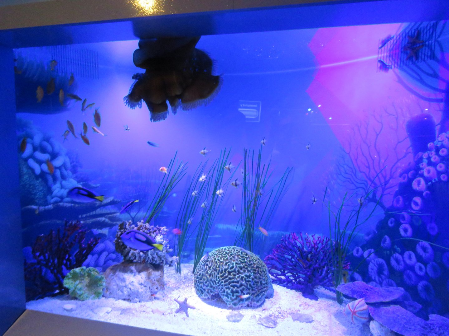 Dory and Friends Tank