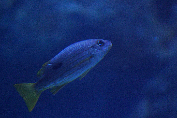Dory snapper (Lutjanus fulviflamma) - BXSea