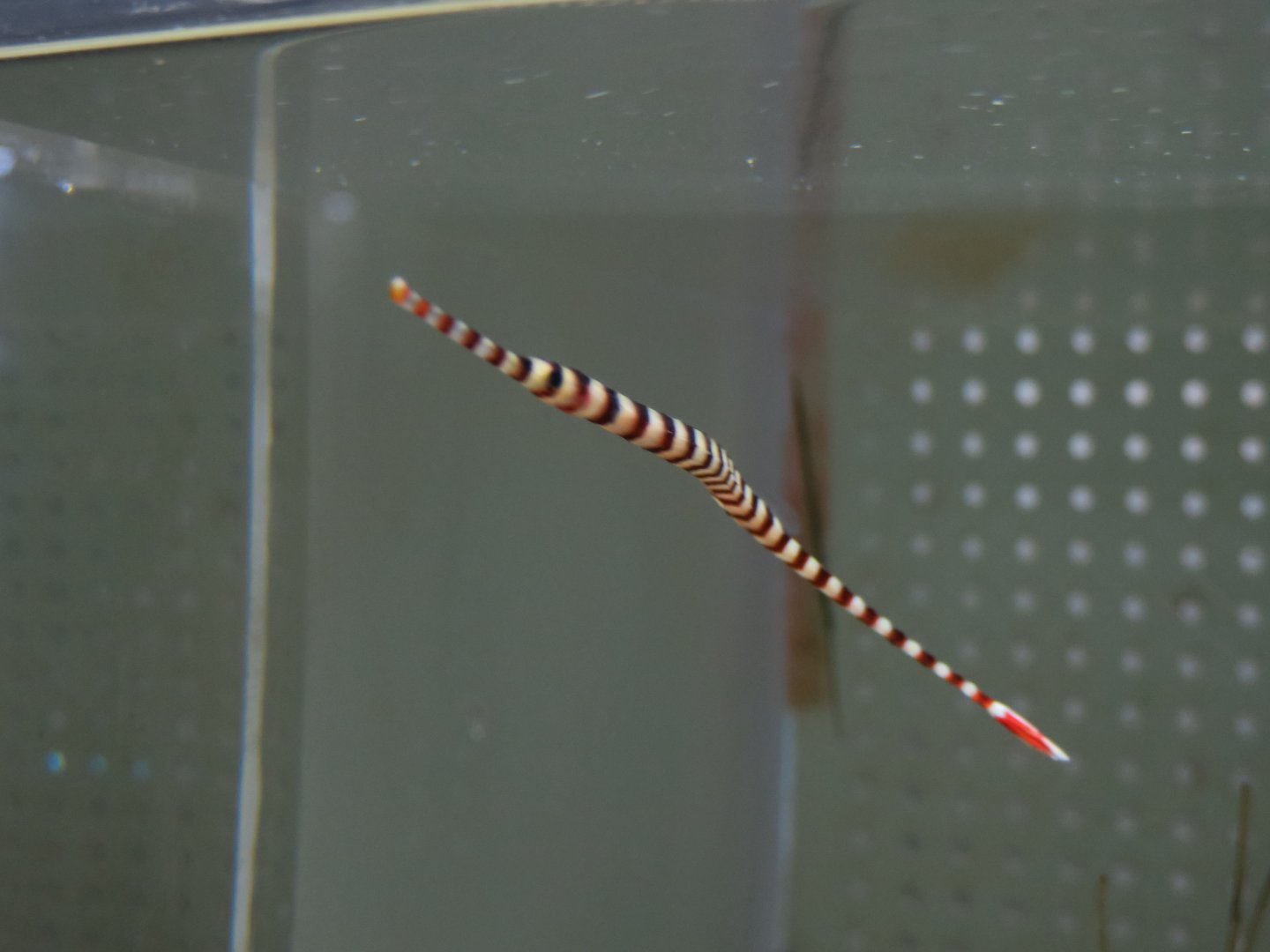 Doryrhamphus dactyliophorus