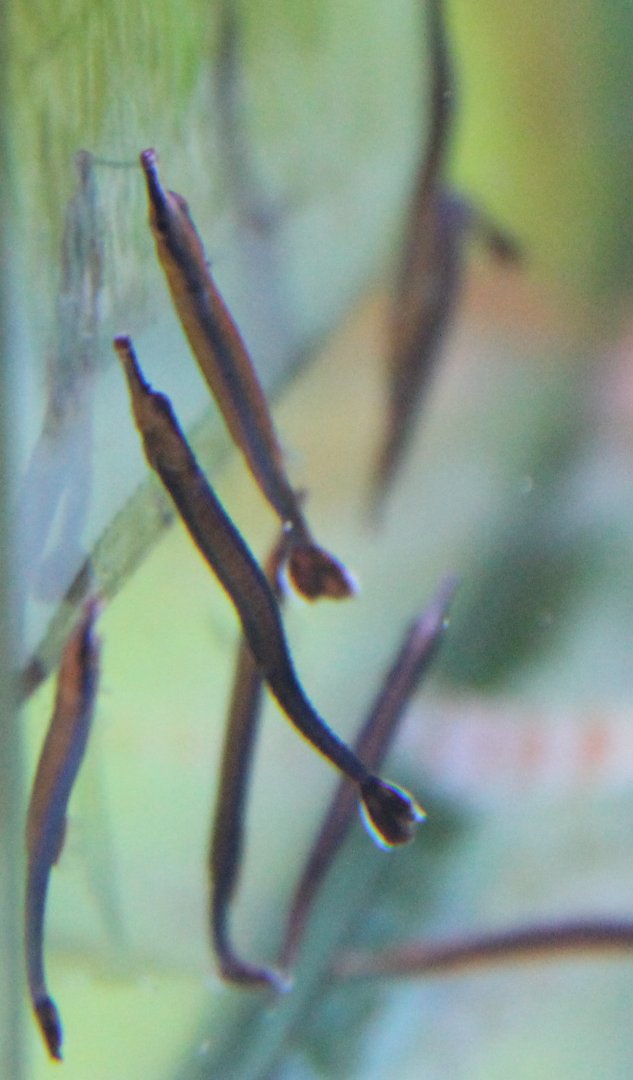 Doryrhamphus melanopleura