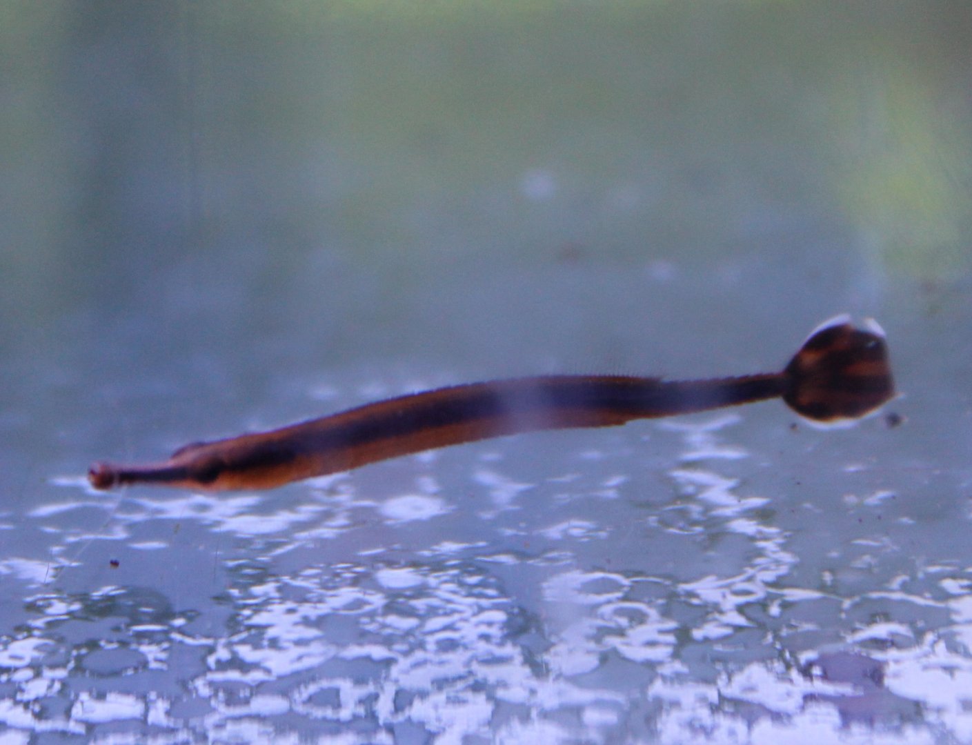 Doryrhamphus melanopleura