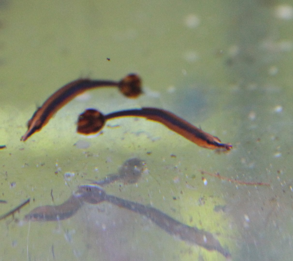 Doryrhamphus melanopleura