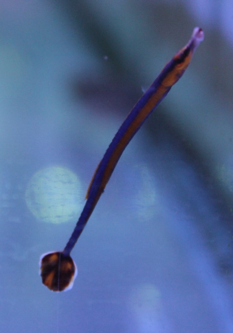 Doryrhamphus melanopleura