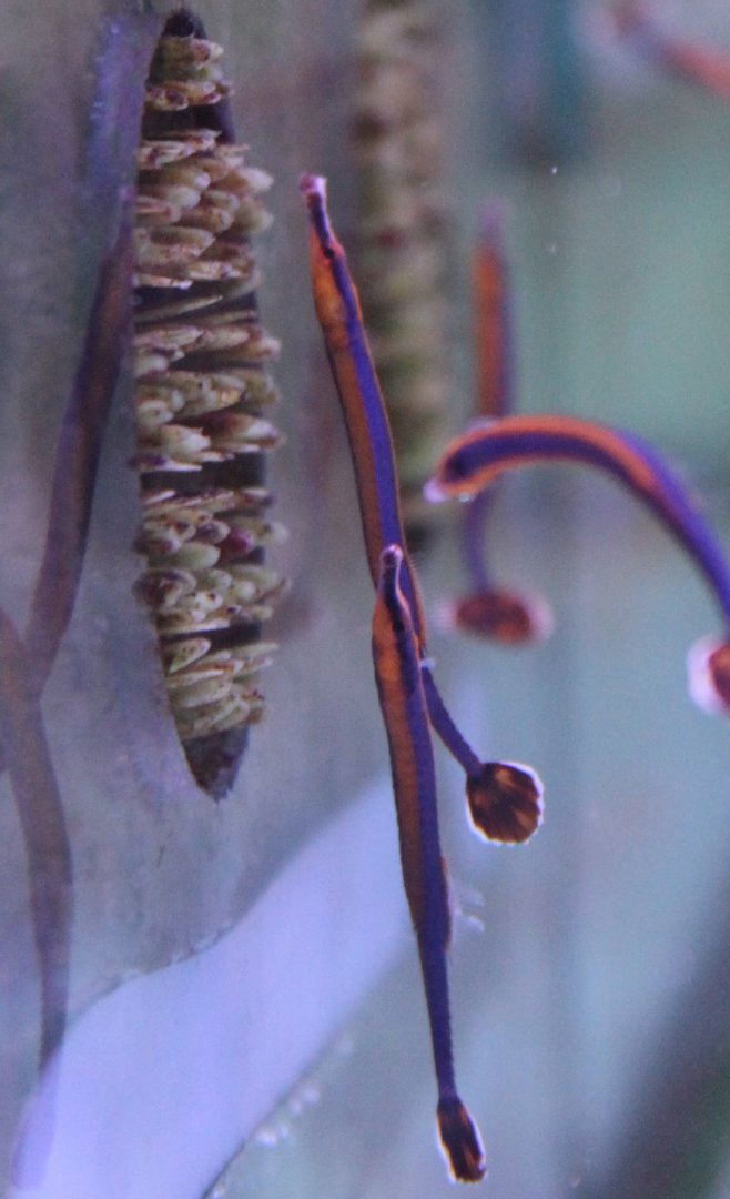 Doryrhamphus melanopleura