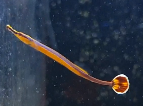 Doryrhamphus melanopleura