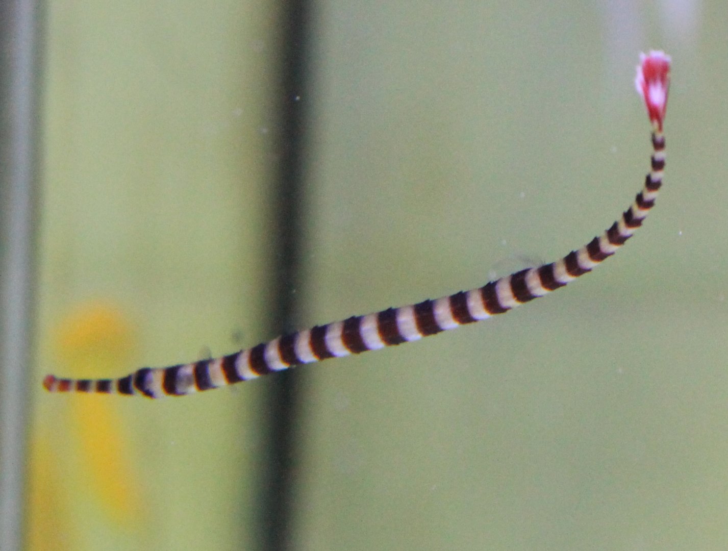 Doryrhampus dactyliophorus