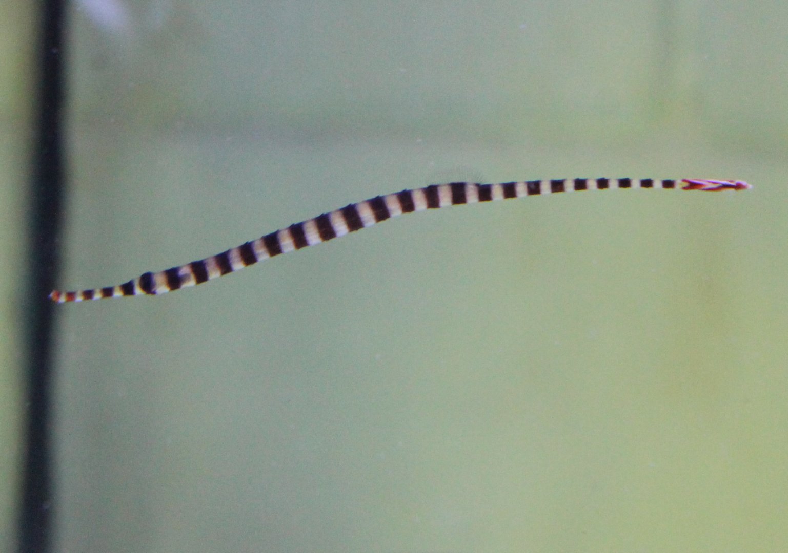 Doryrhampus dactyliophorus