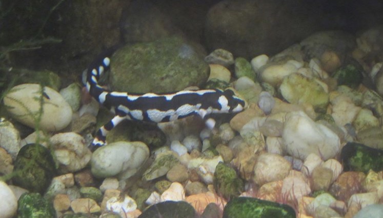 Dose anybody know what species this is