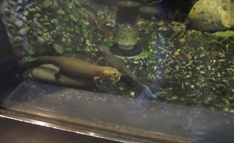 Dose anybody know what species this is