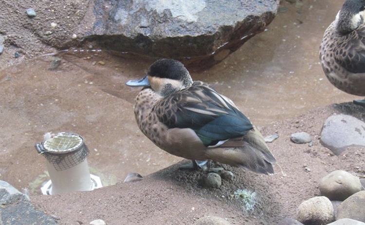 Dose anybody know what species this is