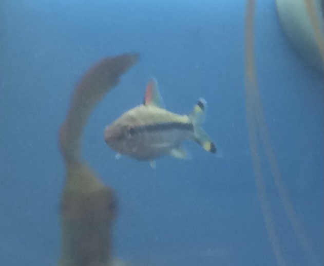 Dose anybody know what type of fish this is