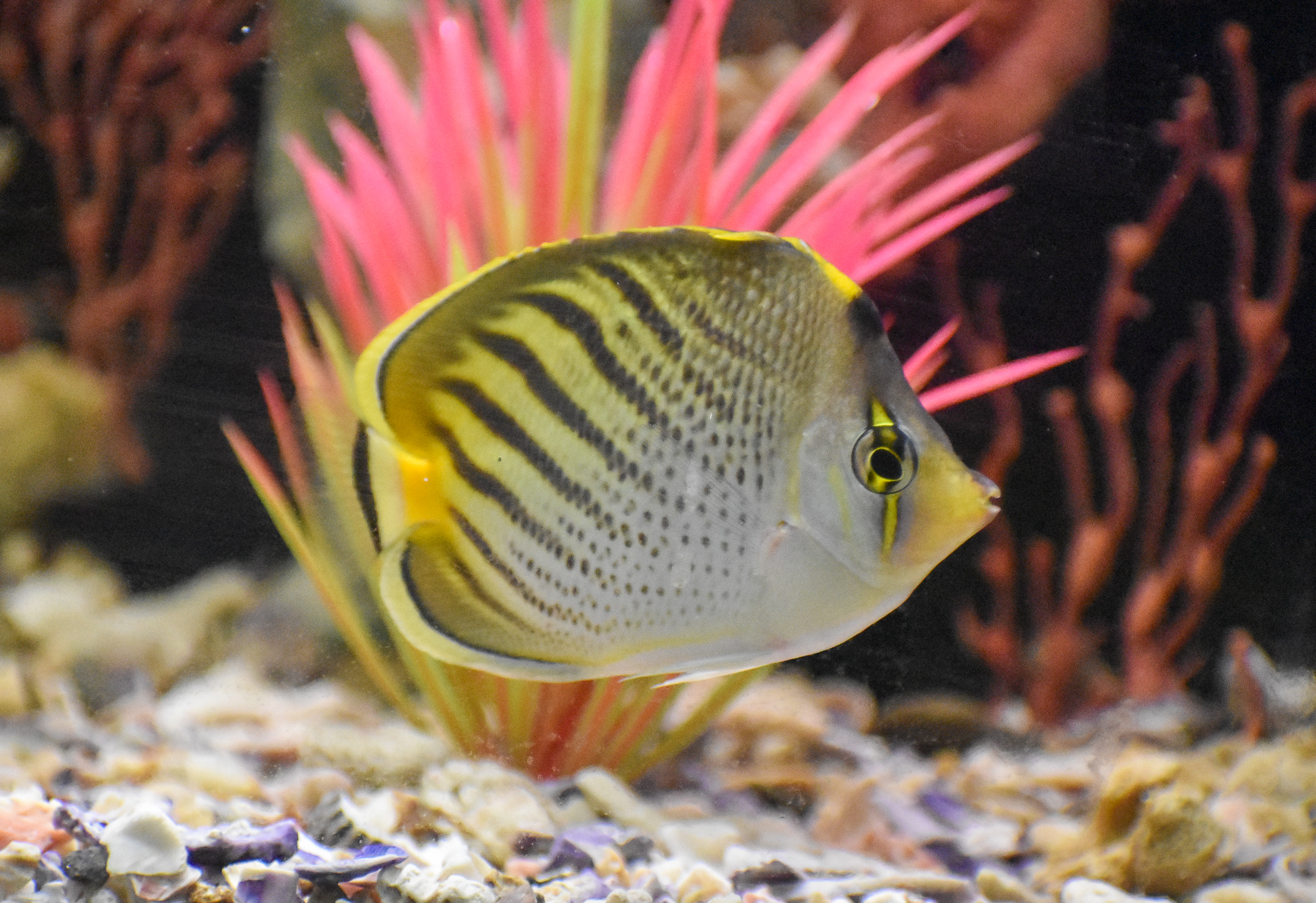Dot-and-Dash Butterflyfish (Chaetodon pelewensis)