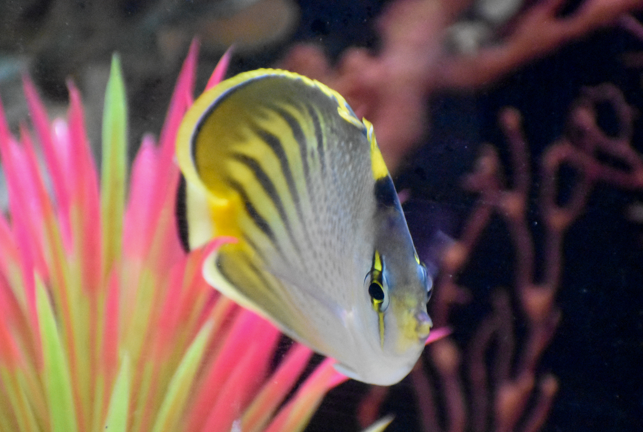 Dot-and-Dash Butterflyfish (Chaetodon pelewensis)