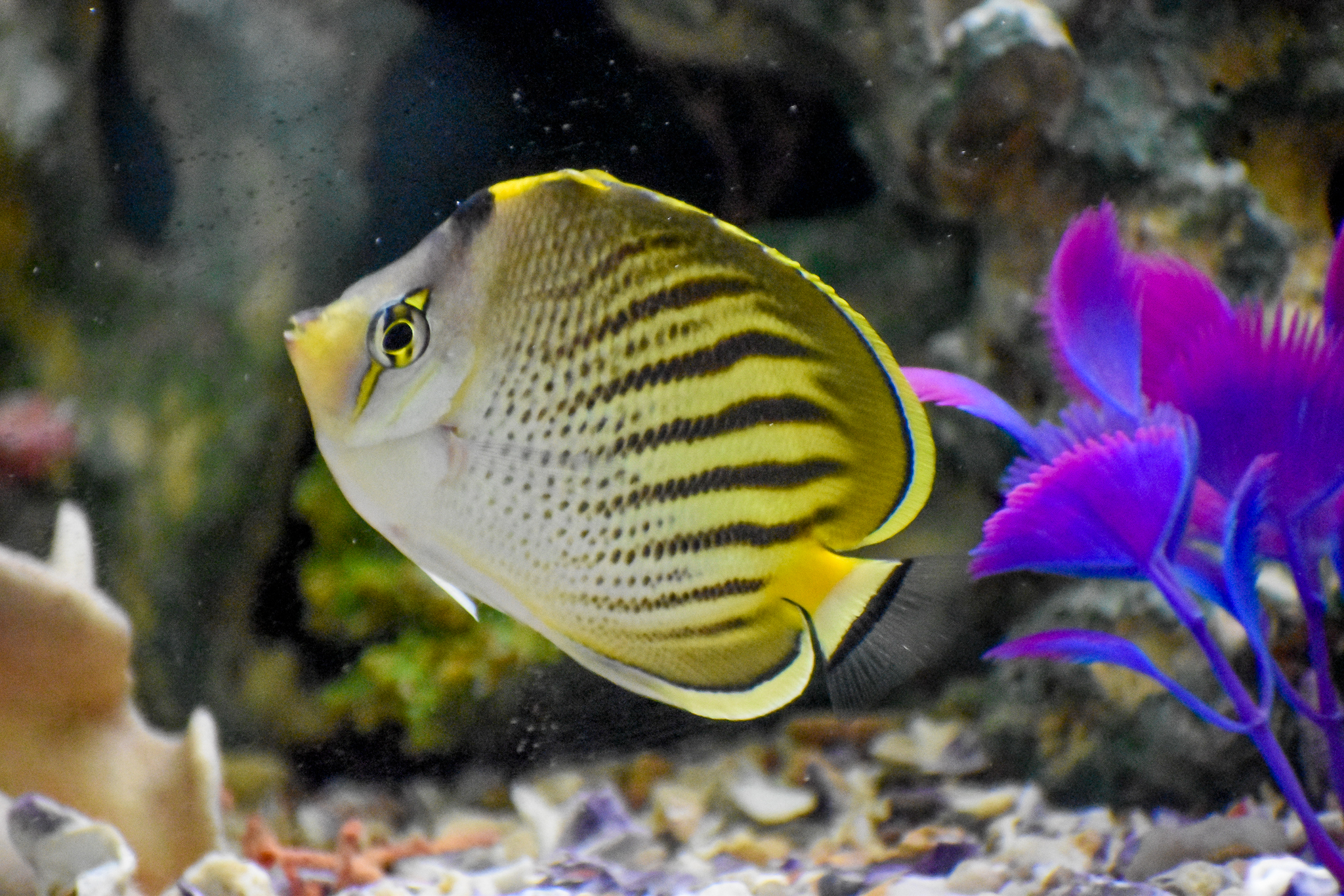 Dot-and-Dash Butterflyfish (Chaetodon pelewensis)