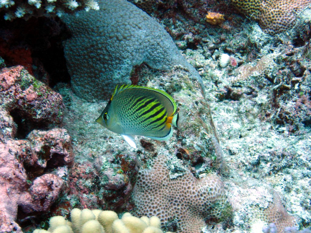 Dot-and-Dash Butterflyfish