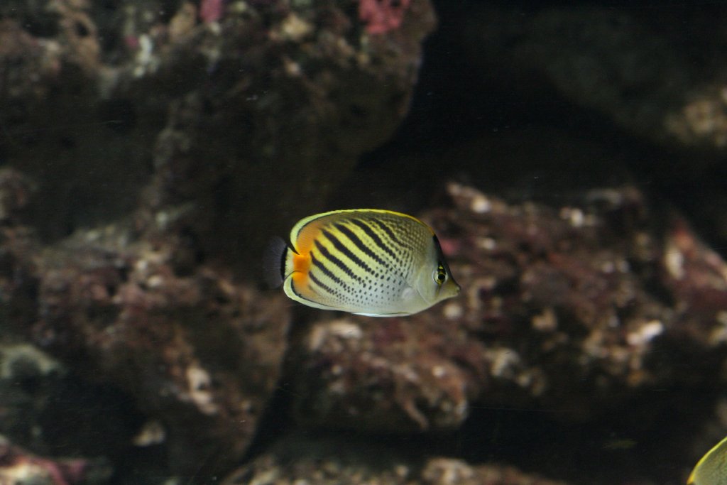 Dot-and-Dash Butterflyfish