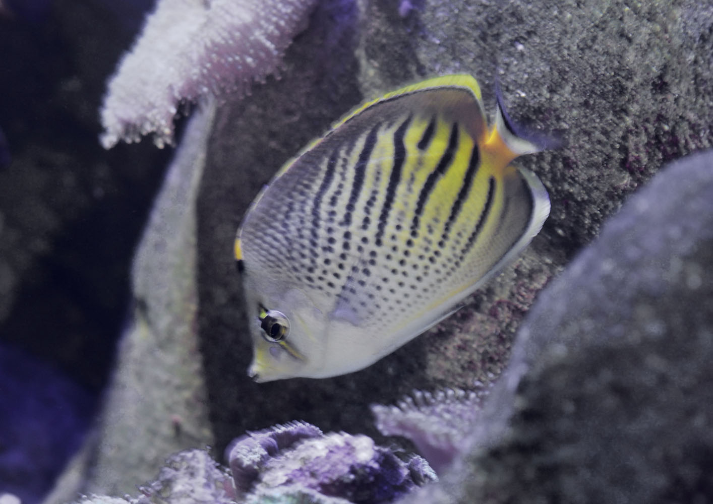 Dot and dash butterflyfish
