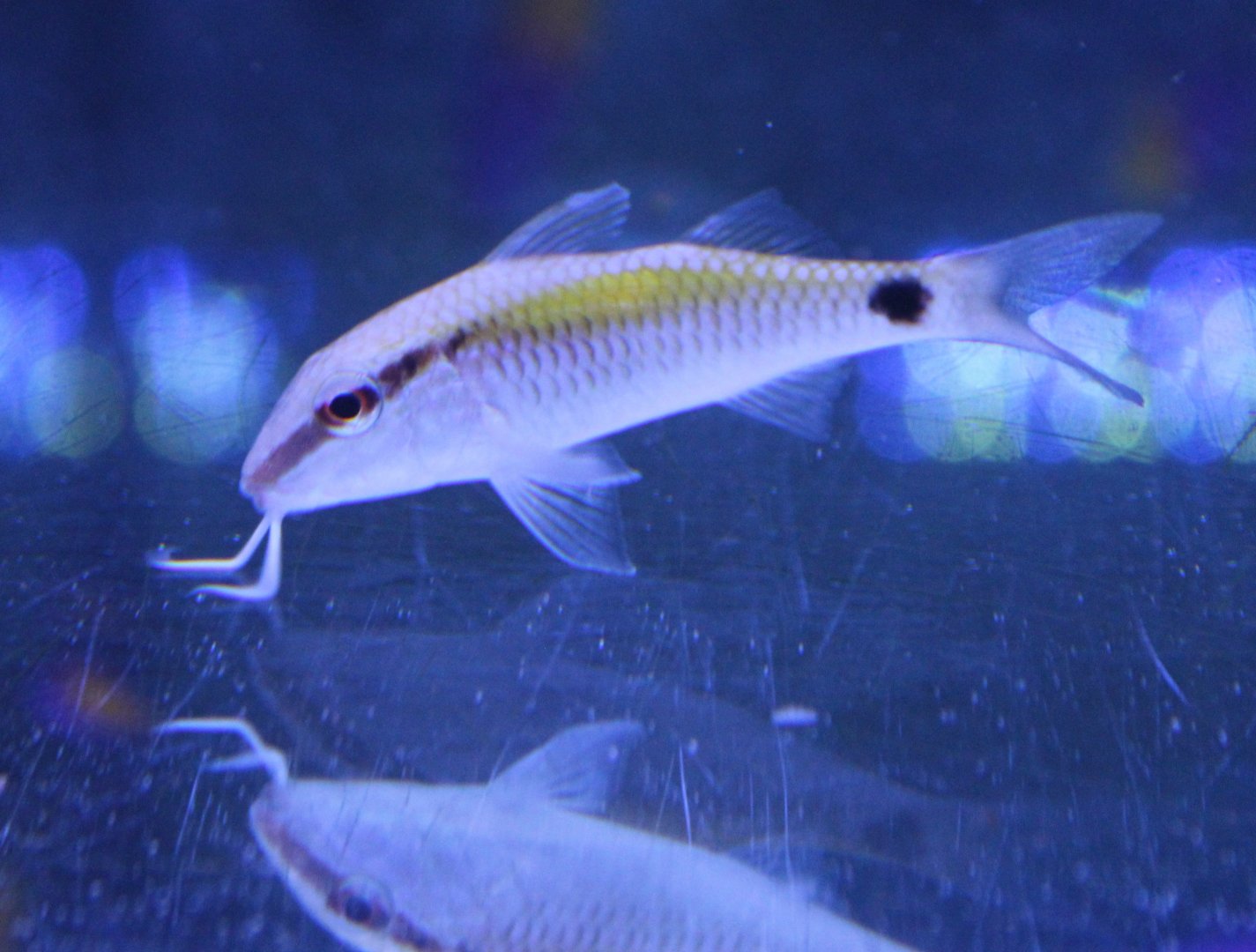 Dot-and-dash goatfish - Papupeneus barberinus