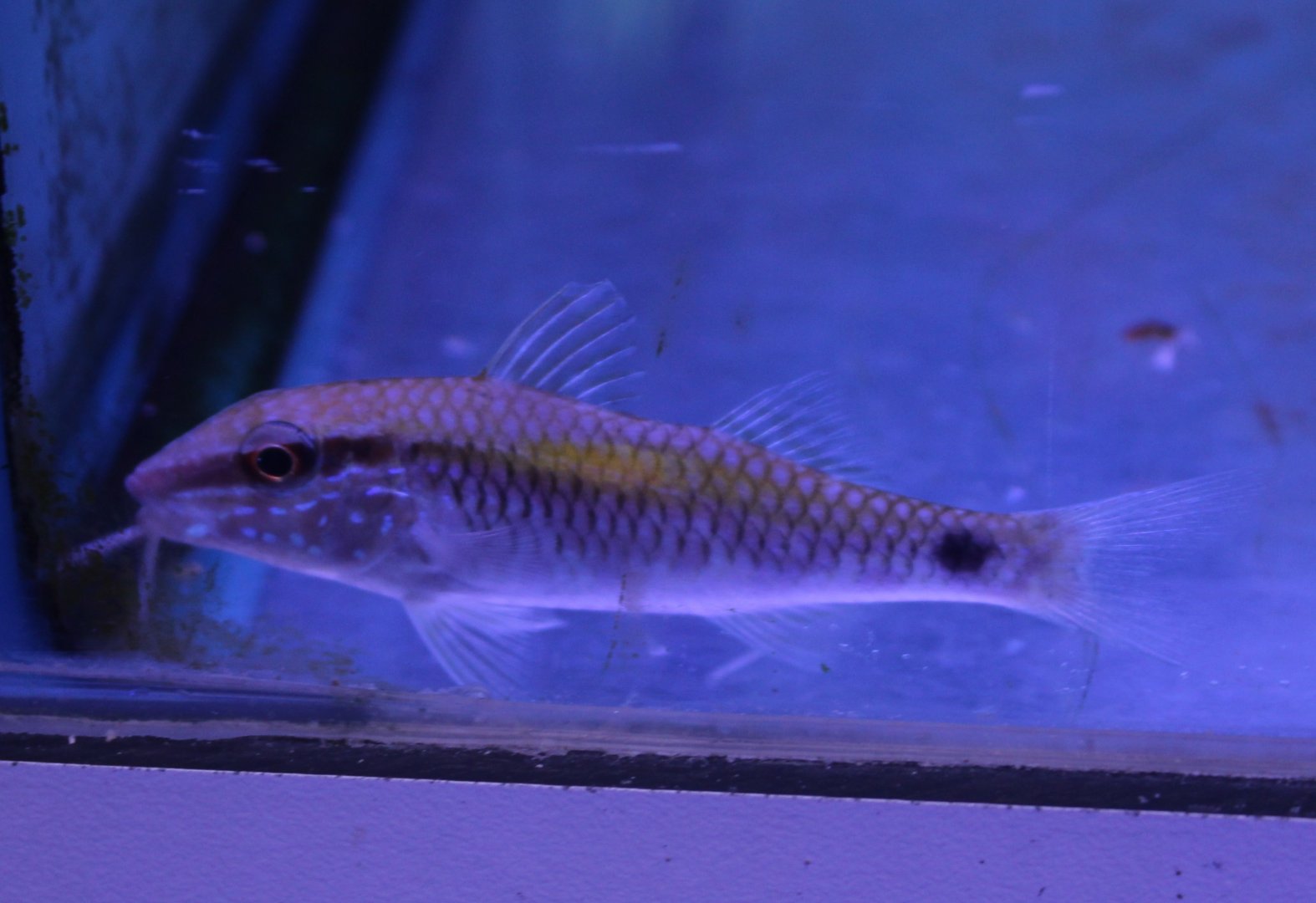 Dot-and-dash goatfish - Papupeneus barberinus