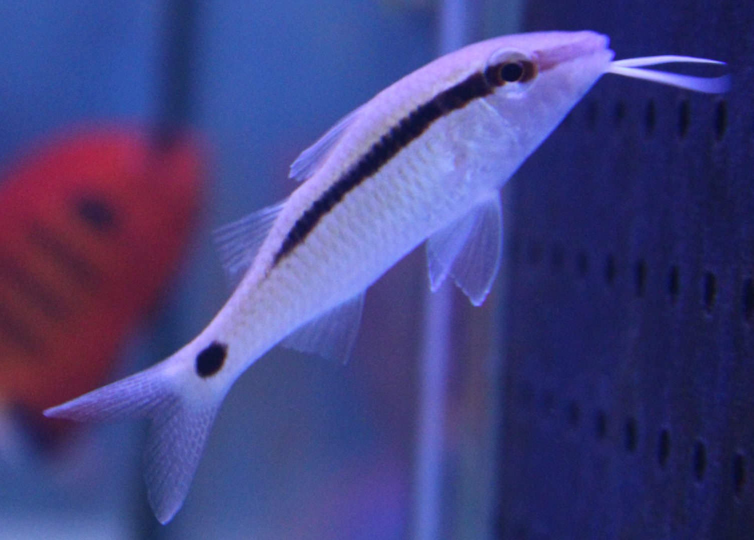 Dot-and-dash goatfish - Papupeneus barberinus