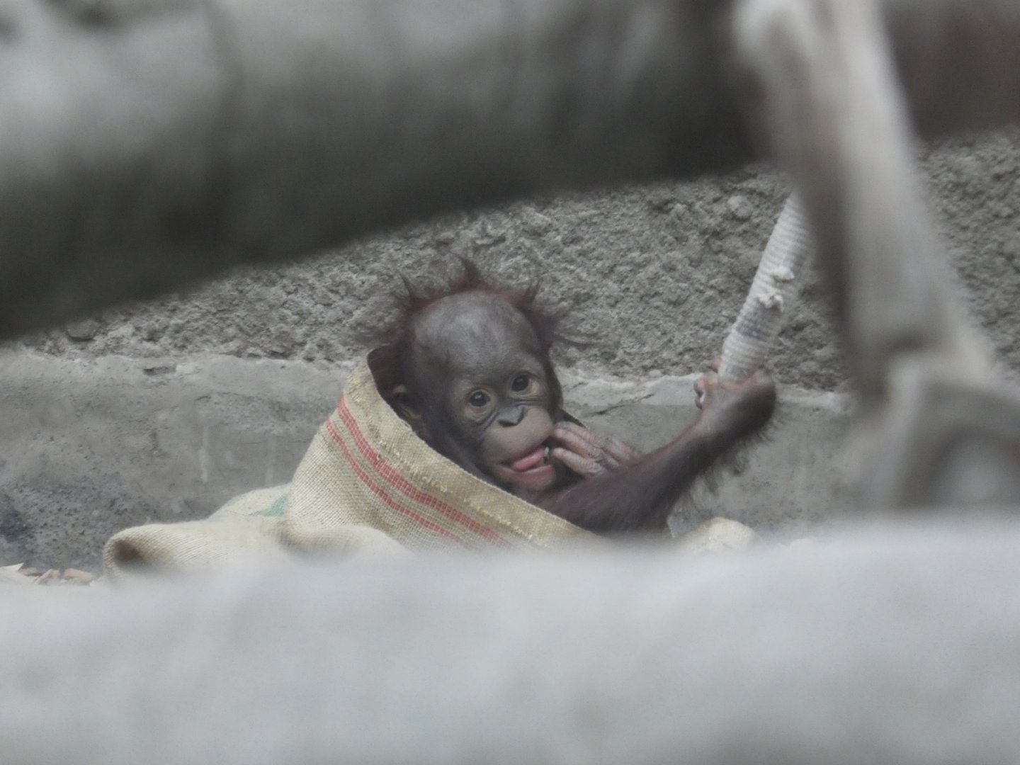 Dot, Bornean orang-utan