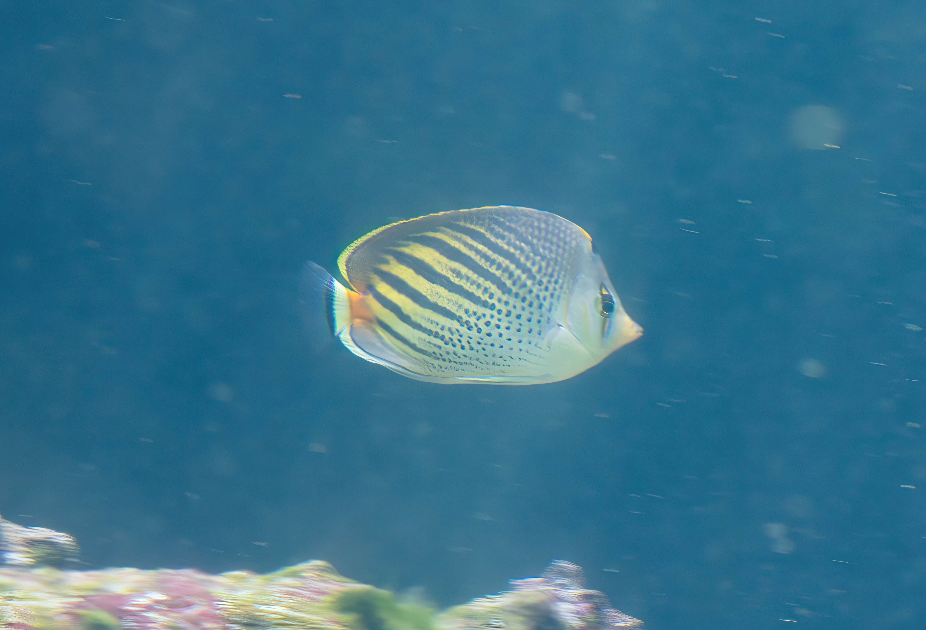 Dot-Dash Butterflyfish
