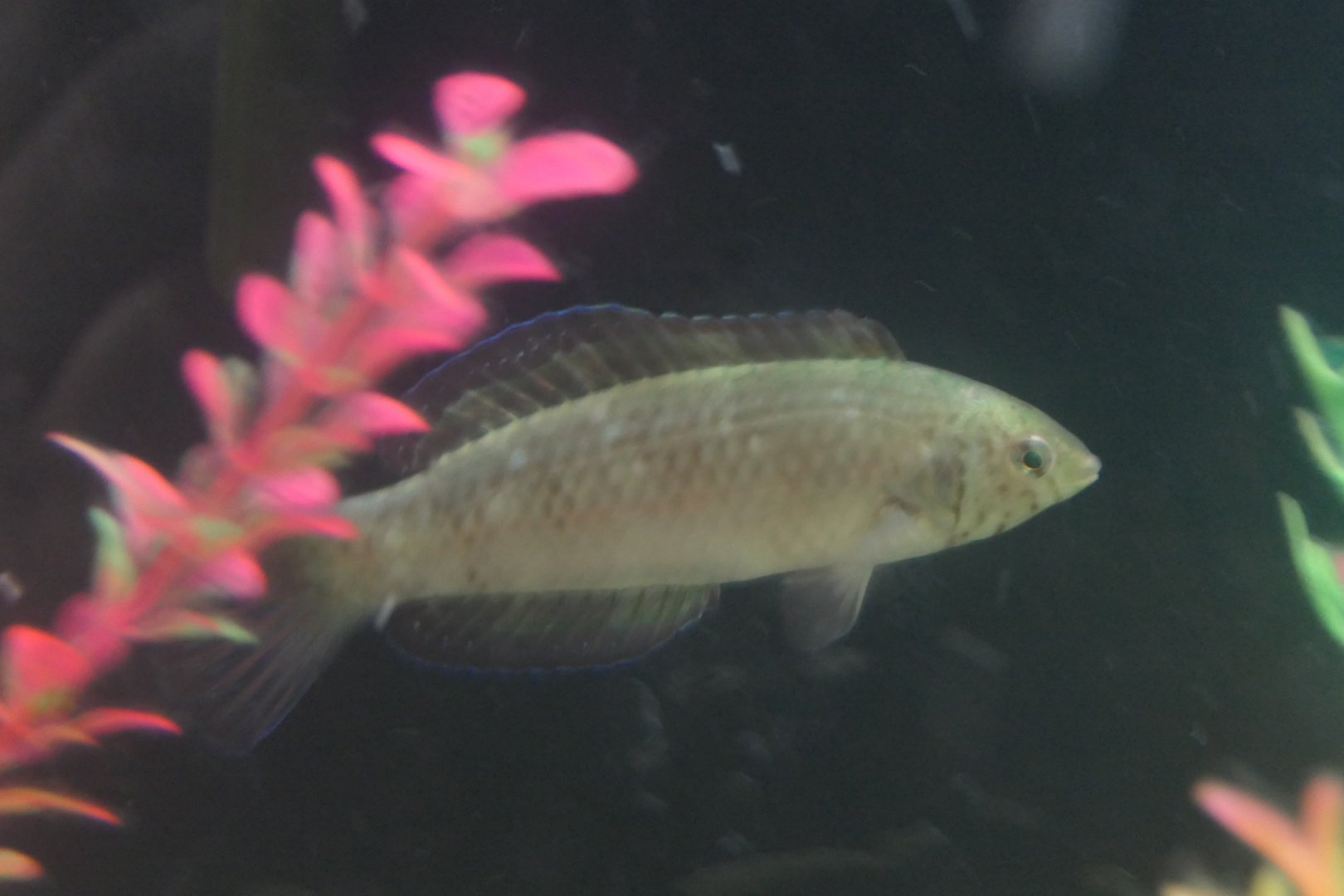 Dotalabrus aurantiacus? - Seahorse World, Tasmania