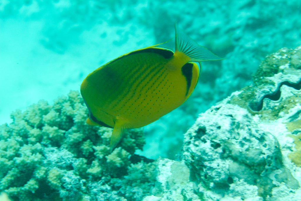 Dotted Butterflyfish (Chaetodon semeion)