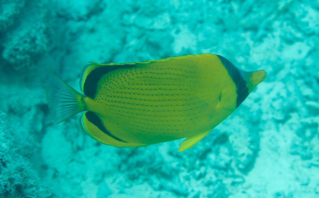 Dotted Butterflyfish (Chaetodon semeion)