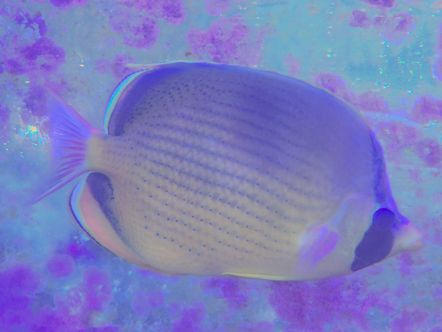 Dotted Butterflyfish (Chaetodon semeion)