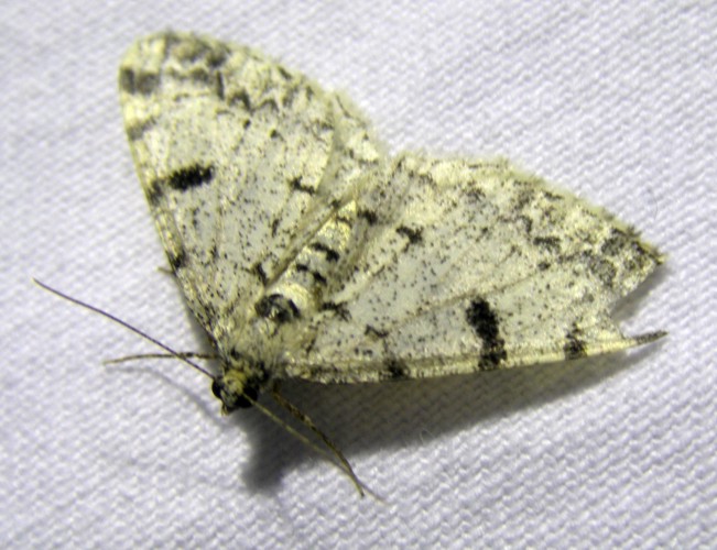 Dotted Carpet (Alcis jubata)