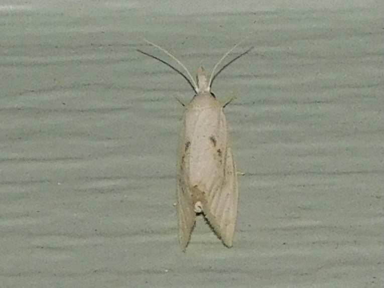 Dotted diatraea moth