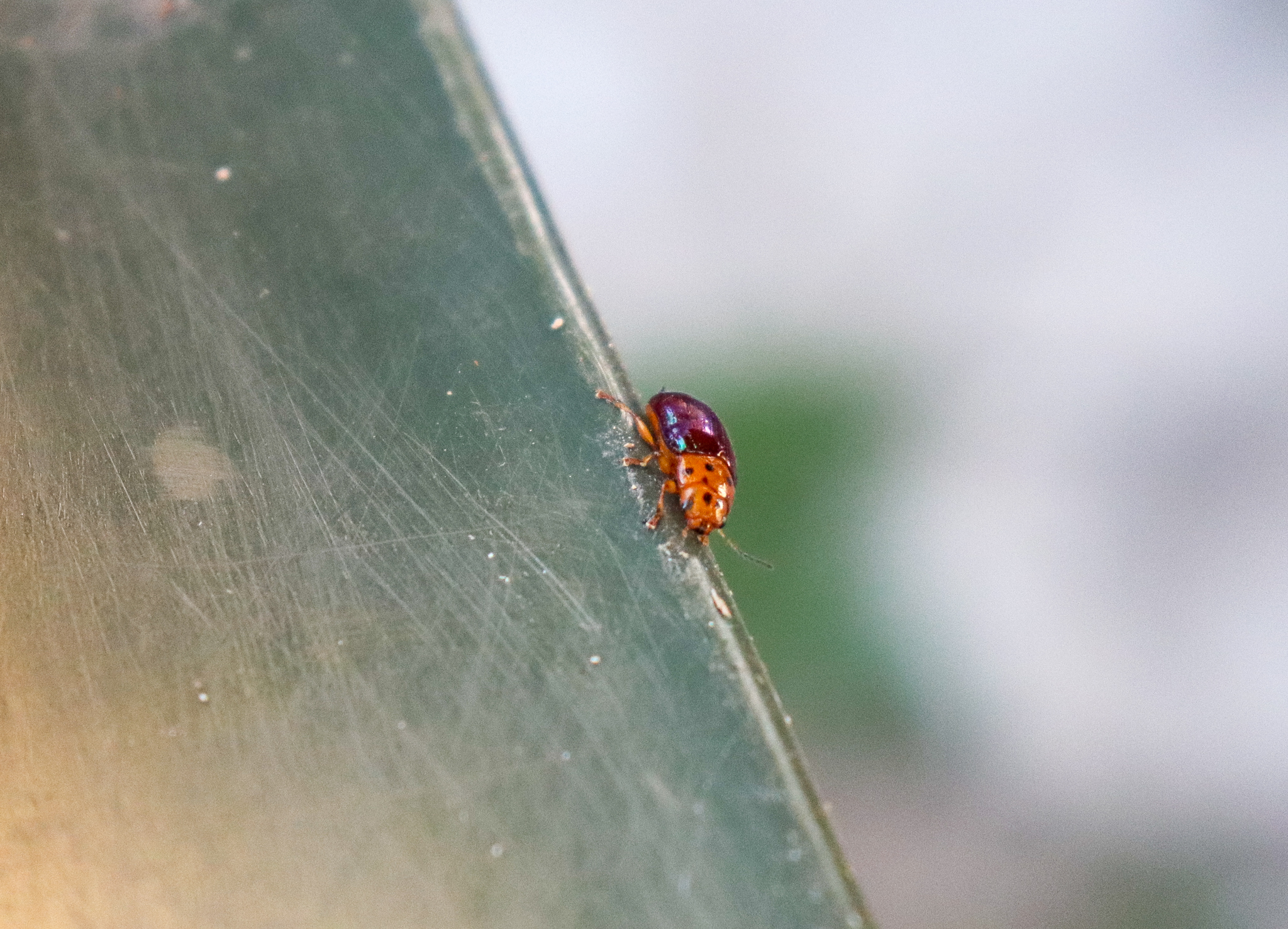 Dotted-head Acacia Beetle (Calomela maculicollis)