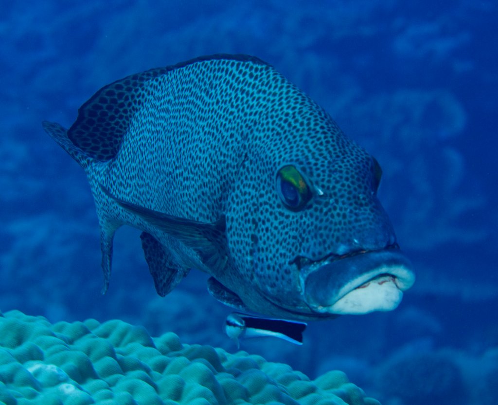 Dotted Sweetlips getting a clean (Plectrorhinchus picus)