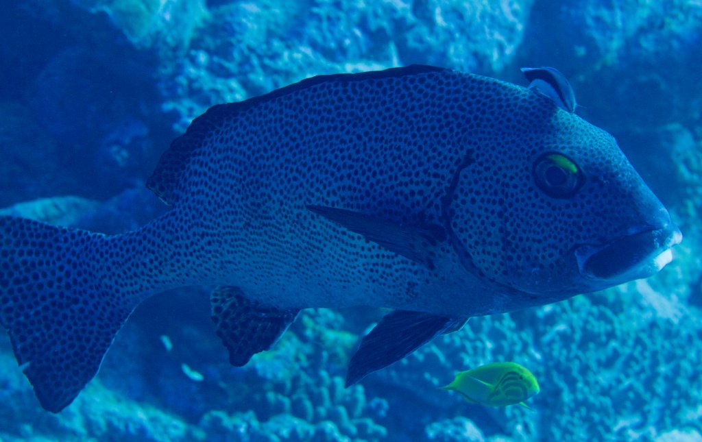 Dotted Sweetlips (Plectorhinchus picus) getting a clean