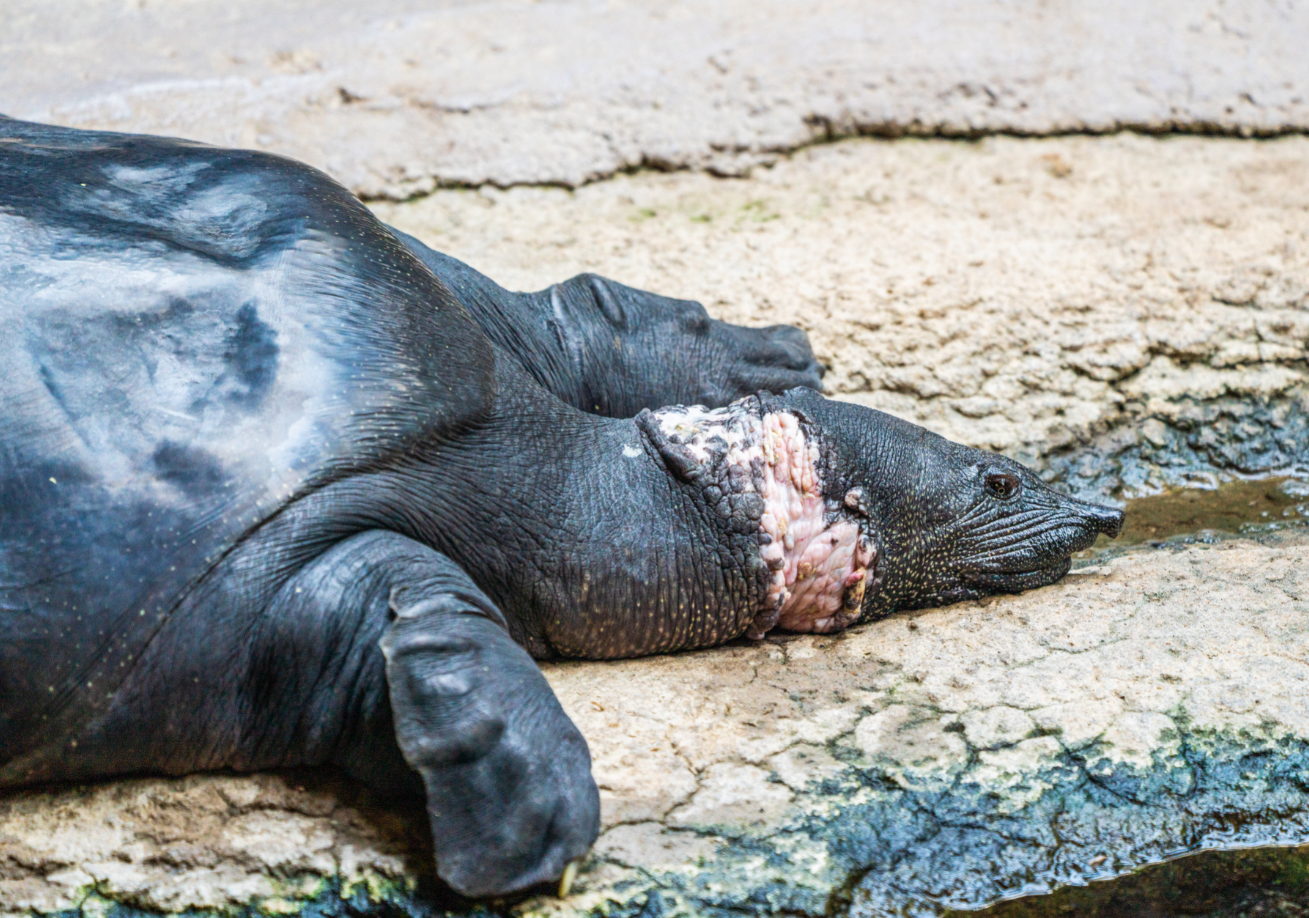 Dottie the Nile Soft-shelled Turtle