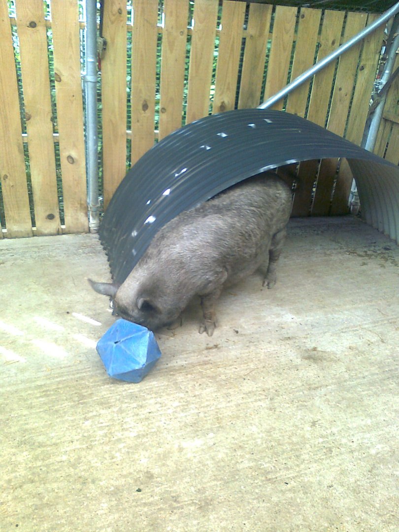 Dotty and Darcy the pigs playing football part 1