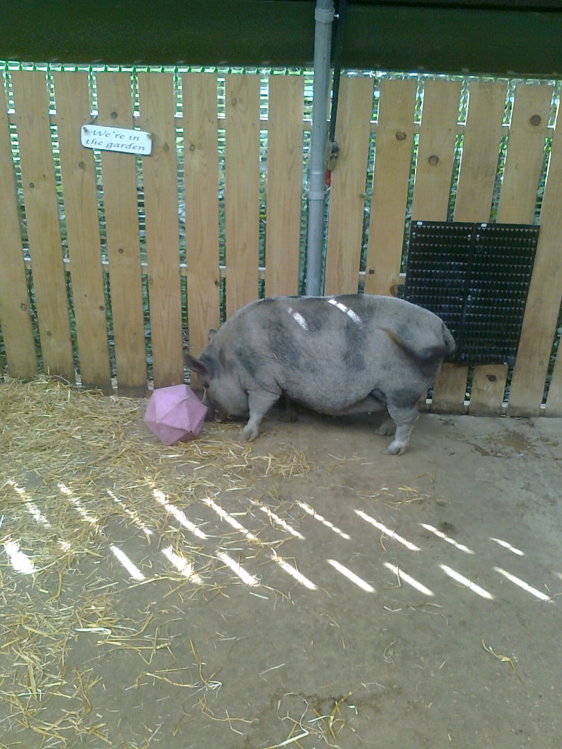 Dotty and Darcy the pigs playing football part 2
