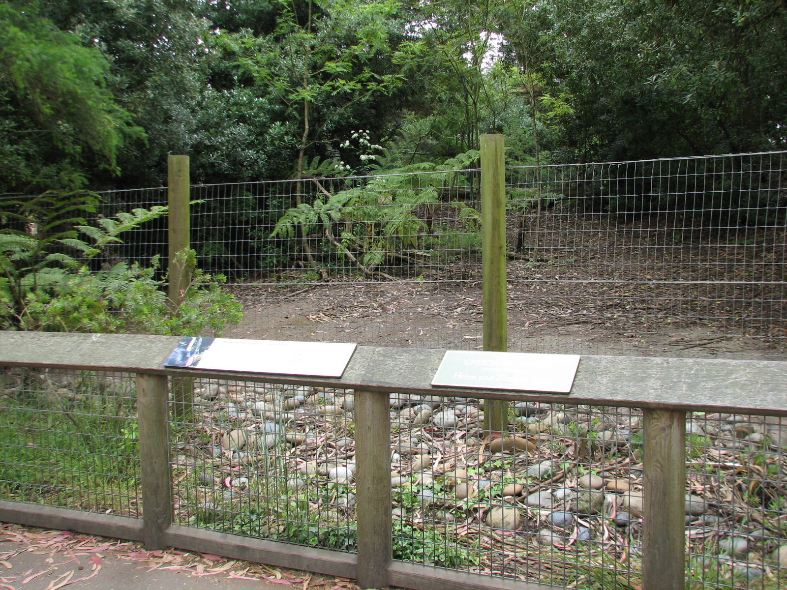 Doubel-wattled Cassowary Exhibit