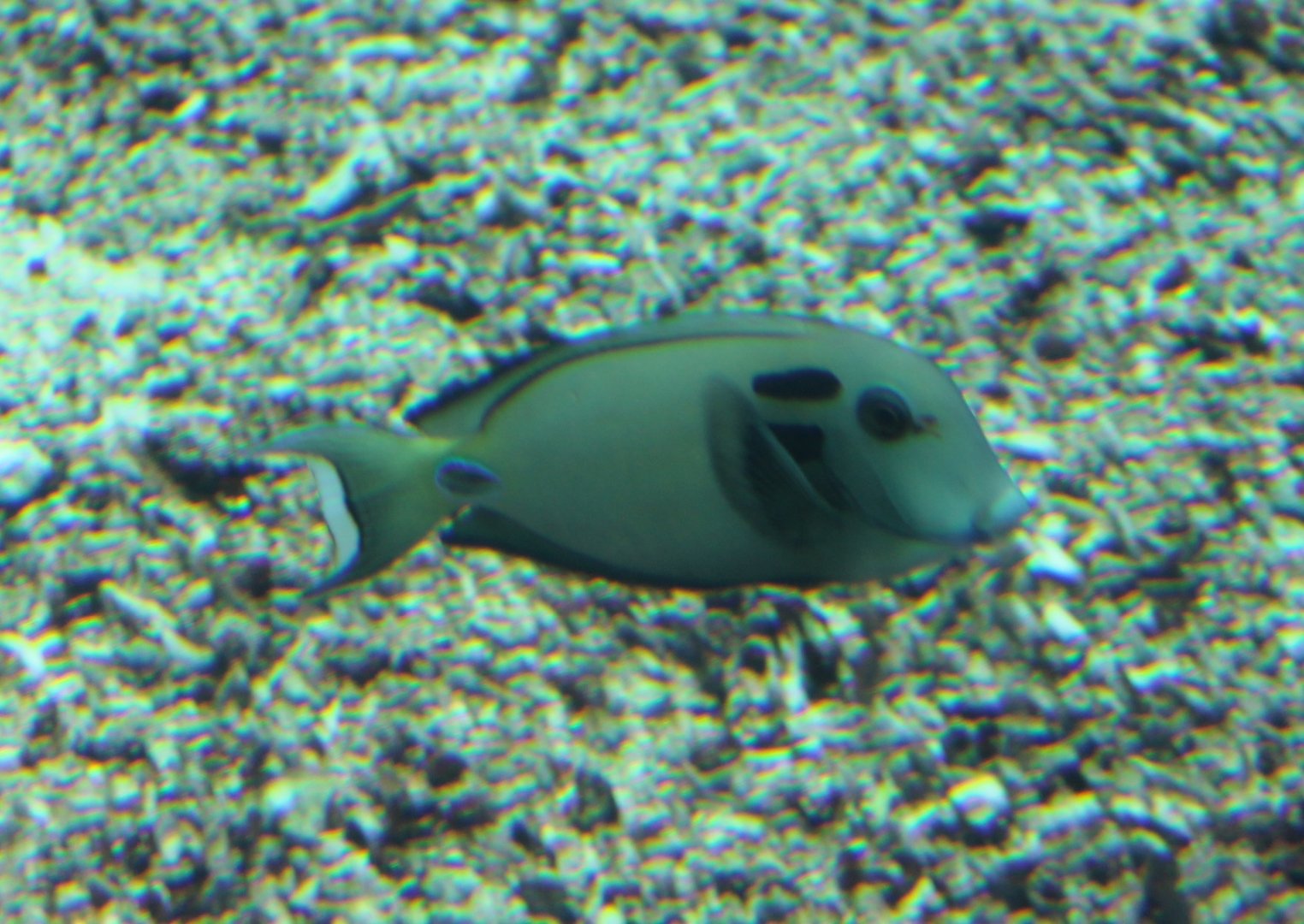 Double-band surgeonfish - Acanthurus tenneti
