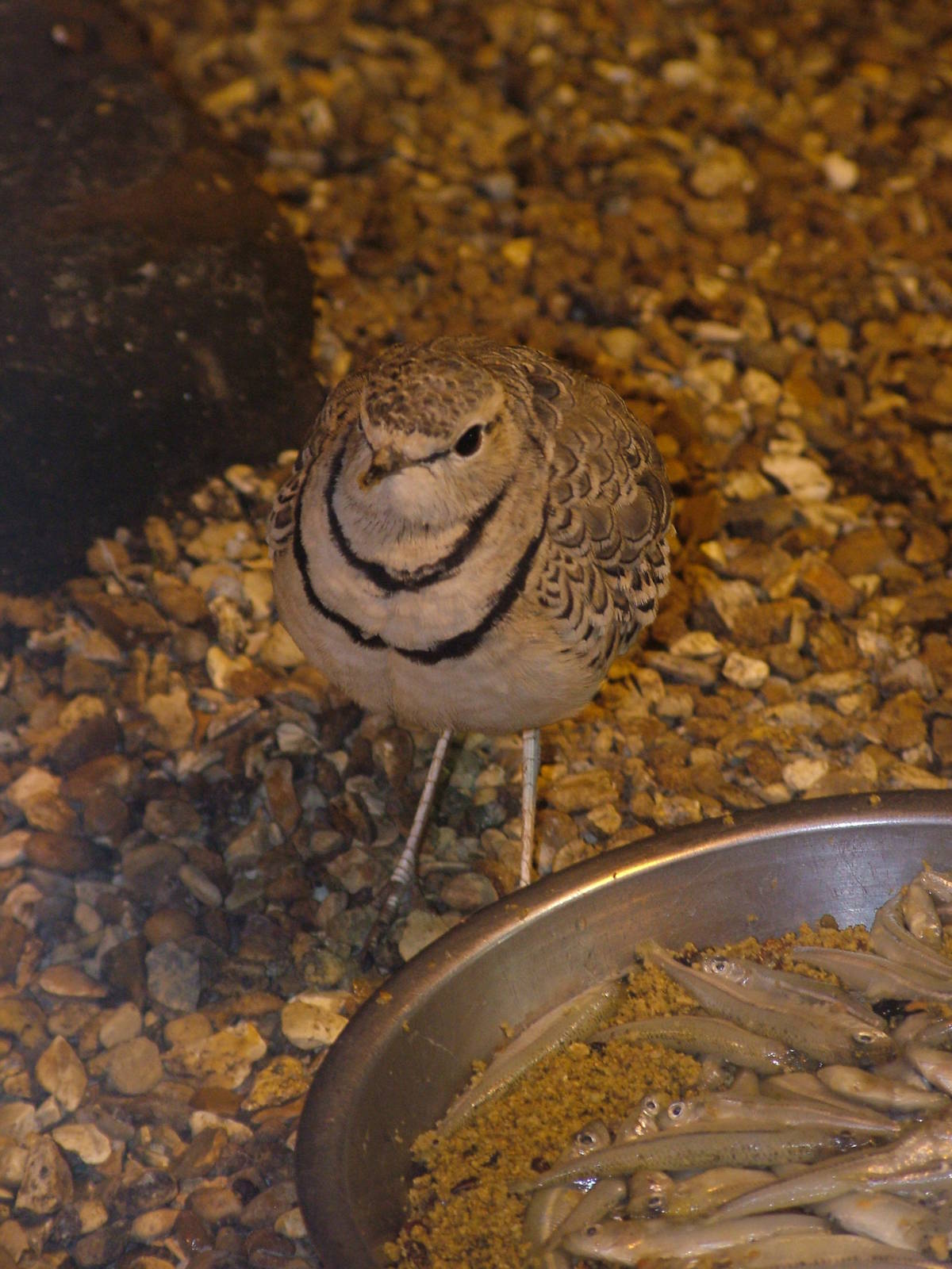 Double-banded Courser at Blackbrook, 12/06/10