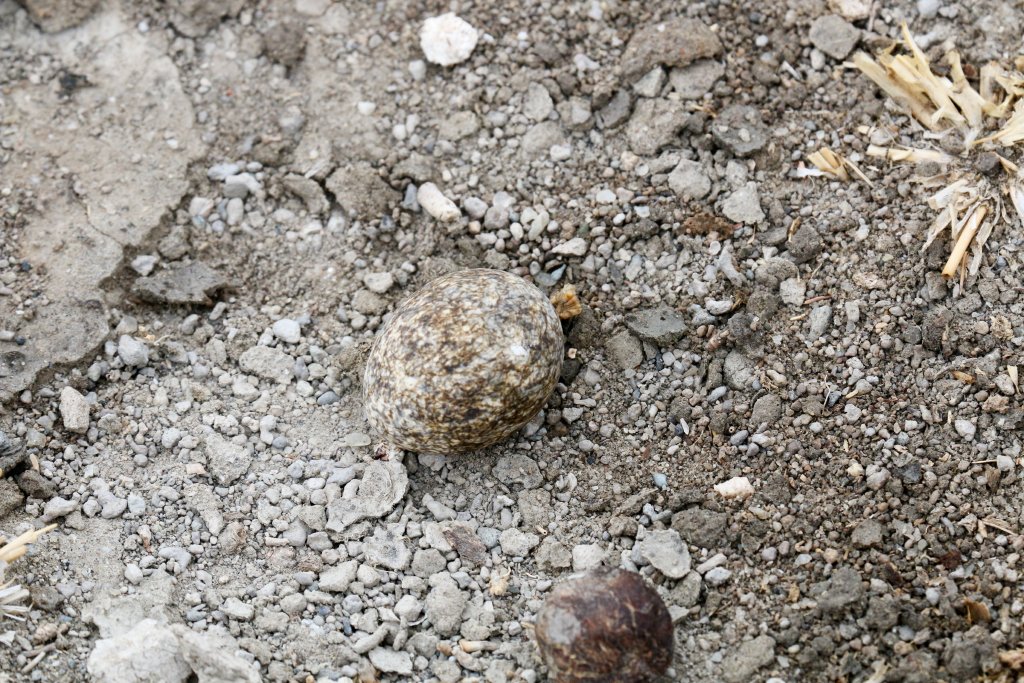 Double-banded Courser egg